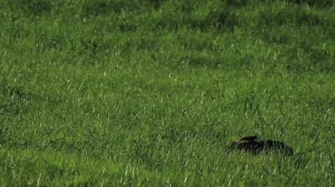 Hare feeding on grass on a meadow Stock Footage 20604056