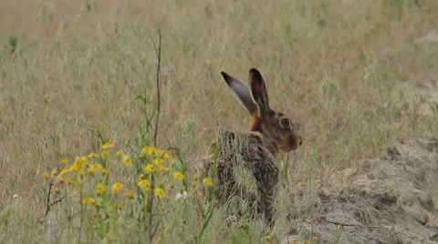 Hare feeding on herbs Stock Footage 39860108