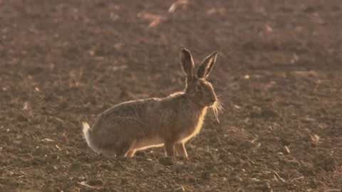 Hare on a field breathing fast after running Stock Footage 265420383