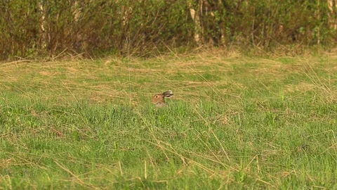 Hare on the field. 動画素材 194833479