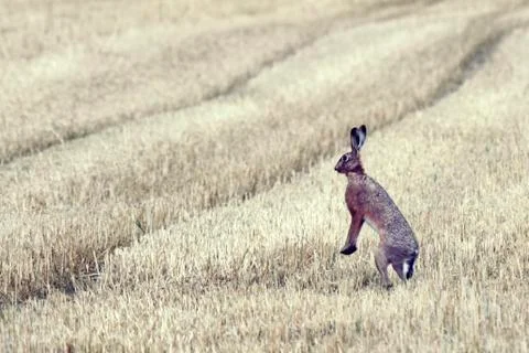 Hare in the field Stock Photos