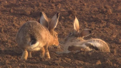 Hare on a field in springtime Stock Footage 265420333