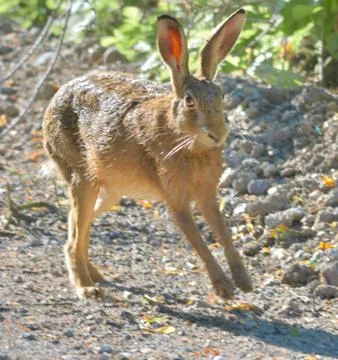 A Hare in flight! Stock Photos