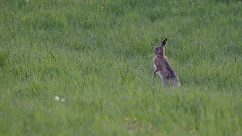 Hare Stock Footage 90563153