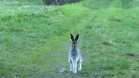 Hare. Stock Footage 194033230