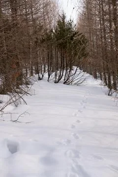 Hare footprints on a snowy path in the forest Stock Photos