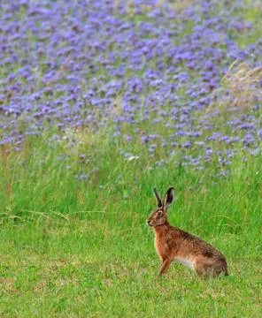 Hare in front of a colourful background Stock Photos