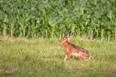 Hare in front of a maize field on a meadow Stock Photos
