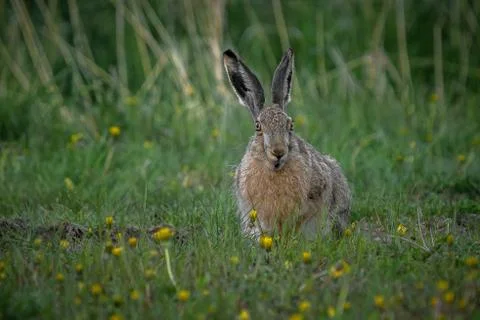 Hare with the funny face. Stock Photos
