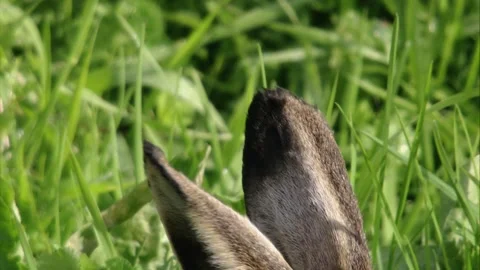 Hare in grass (close up) Stock Footage 303210462