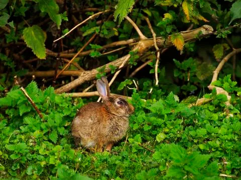 Hare on the grass Stock Photos