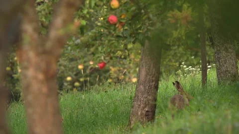 Hare in grass under fruit trees Stock Footage 314851375