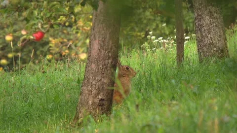 Hare in grass under fruit trees Stock Footage 314851396