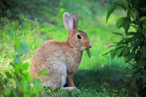Hare on green grass in nature Stock Photos