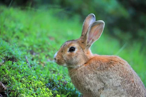 Hare on green grass in nature Stock Photos
