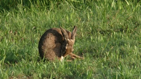 Hare grooming itself on a meadow Stock Footage 303210417