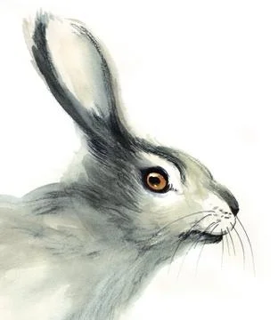 Hare head Stock Illustration