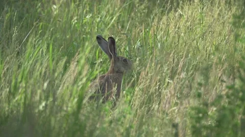 A hare hidden in the grass, 4K slomo Stock Footage 221238286