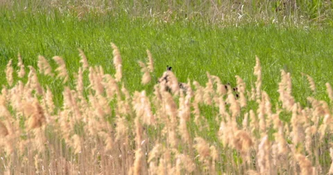 A hare hidden in grass Stock Footage 253624712