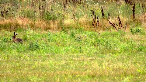 The hare is hiding in the grass Stock Footage 102734995