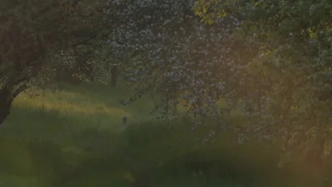 Hare hopping along orchard path in soft morning light with dew, atmospheric spri Stock Footage 330951501