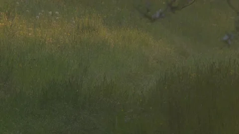 Hare hopping along orchard path in soft morning light with dew, atmospheric spri 스톡 동영상 330951506