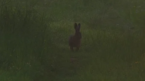 Hare hopping along orchard path in soft morning light with dew, atmospheric spri Stock Footage 330951508
