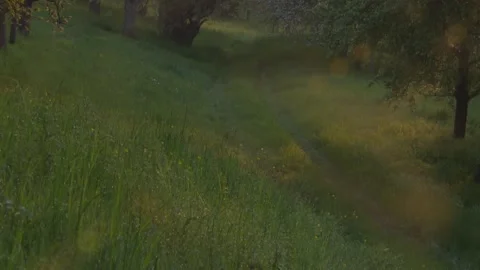 Hare hopping along orchard path in soft morning light with dew, atmospheric spri Stock Footage 330951514
