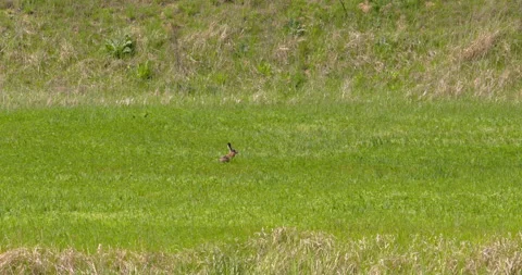 A hare hopping through green grass Stock Footage 253625909