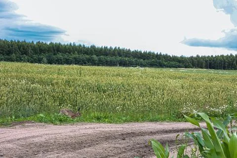 A hare leaps across a dirt path in a field of green crops with a forest bac.. Stock Photos