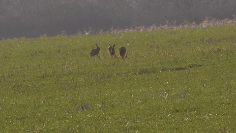 Hare Lepus europaea running and fighting in field of spring barley Stock Footage