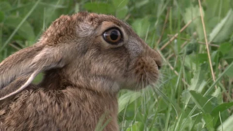 Hare ( Lepus europaeus) Close up eating Stock Footage 145275848