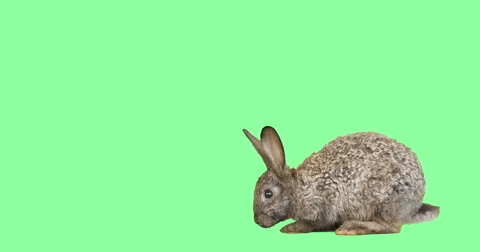 Hare looks at the green screen Vídeo Stock 64709231