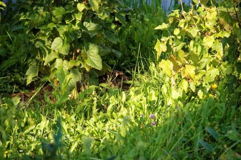 The hare lying in the grass under a currant Bush Stock Photos