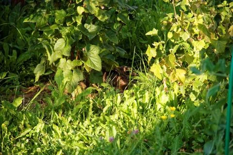 The hare lying in the grass under a currant Bush Stock Photos