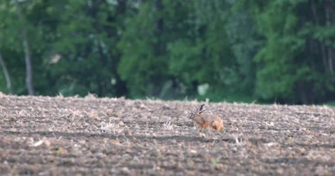 Hare Lying Low in a Plowed Field Stock Footage 305648591