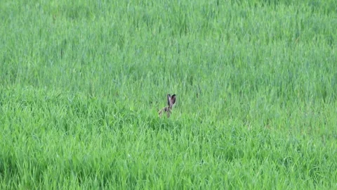 Hare on a meadow (animal head) Stock Footage 303210468