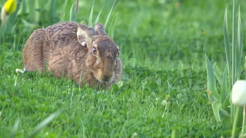 Hare on a meadow between tulips in spring Stock Footage 266266147