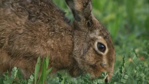 Hare on a meadow Stock Footage 254886374