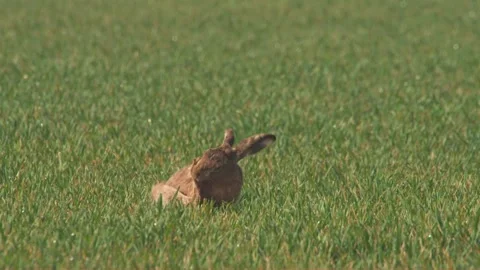 Hare on a meadow ins spring Stock Footage 264839132