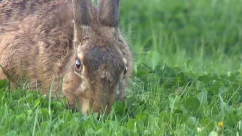 Hare on a meadow in spring eating clover Stock Footage 266266128