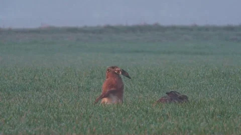 Hare on a meadow in spring Stock Footage 264839127