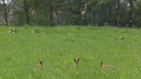 Hare on a meadow in spring Stock Footage 265237119