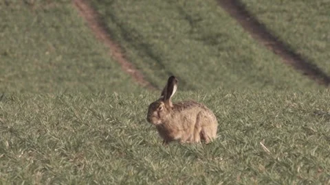 Hare on a meadow in spring Stock Footage 265420180