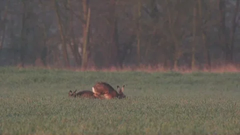 Hare on a meadow in spring (slow m.) Stock Footage 264838944