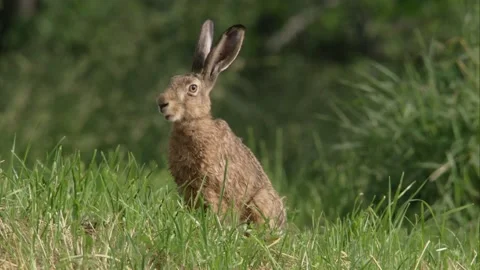 Hare on a meadow in summer Stock Footage 172358452