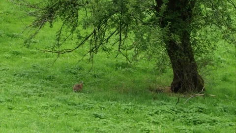 Hare on meadow under tree in summer Stock Footage 311431866
