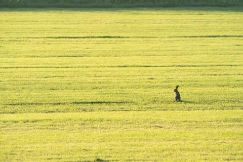 Hare in meadows Stock Photos