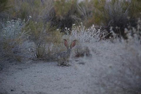Hare in Mojave Desert Stock Photos