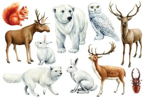 Hare, moose, fox, owl, bear, deer and squirrel. Watercolor winter Animal set on Stock Illustration